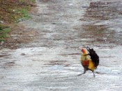 Wild Horses Vieques Island Puerto Rico