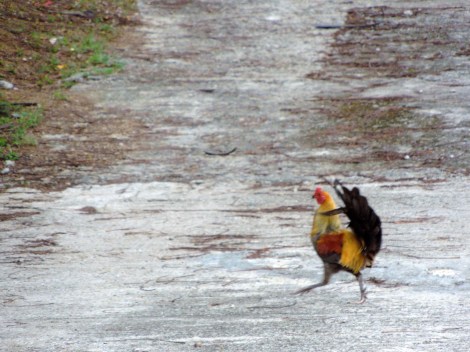 Wild Horses Vieques Island Puerto Rico