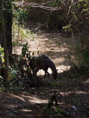 Vieques Island Puerto Rico Bio Bay