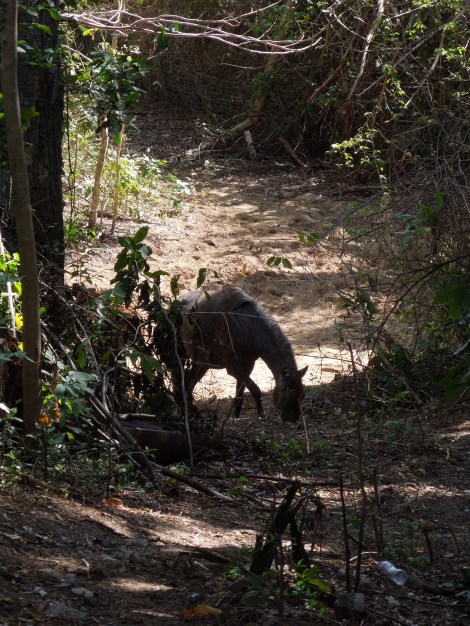 Vieques Island Puerto Rico Bio Bay
