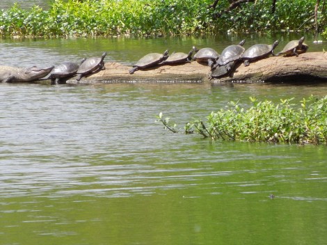 Looks fake, doesn't it? It's not.