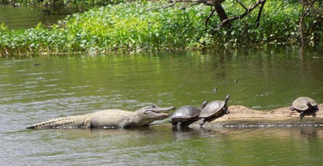 As the alligator got closer, the turtles dove into the water.