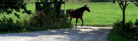 Amish horse and buggy Backroads tour Amish country