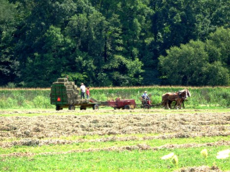 Amish horse and plow Backroads tour Amish country