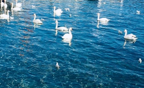 Swans in Lake Geneva
