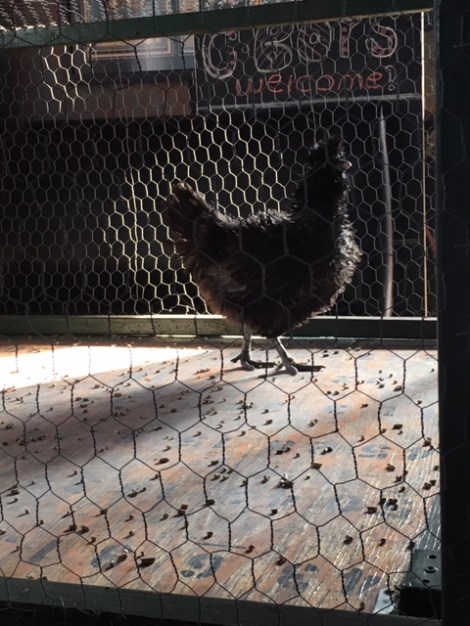 Chicken-walking-in-a-cage-playing-chicken-shit-bingo