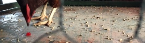 Chicken-walking-in-a-cage-playing-chicken-shit-bingo-winning-number