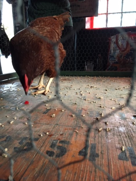 Chicken-walking-in-a-cage-playing-chicken-shit-bingo-winning-number