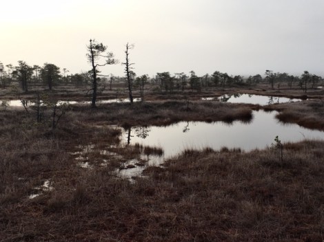 Bog Hike Estonia