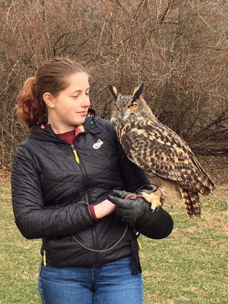 Ohio School of Falconry Henson Owl