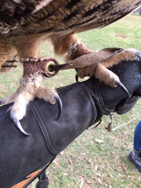 Jess-strap-falconry-talon