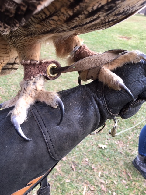 Jess-strap-falconry-talon