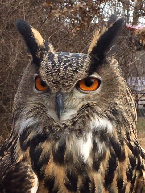 Jim-Henson-Muppets-Owl-Ohio-School-Falconry