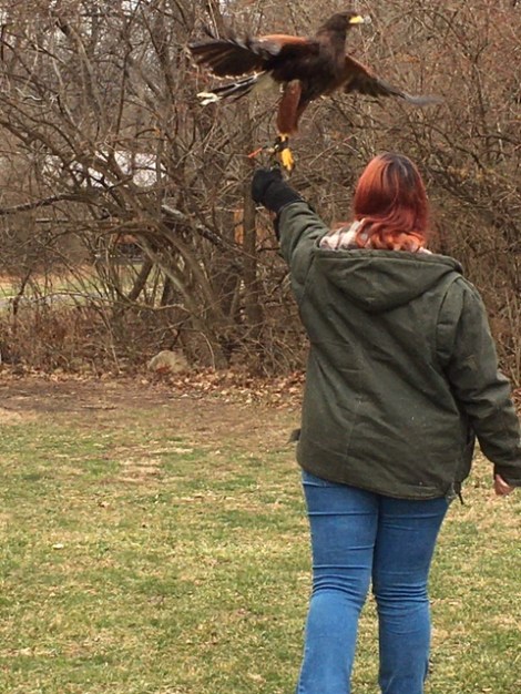 Walks with Hawks Falconry