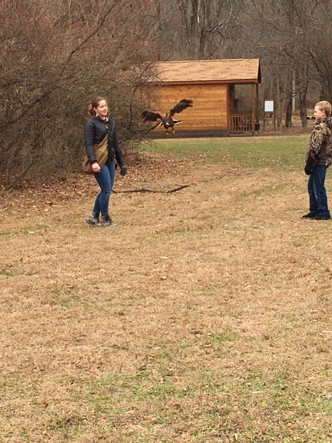 Raptor-and-falcon-relationship-Walks-with-hawks