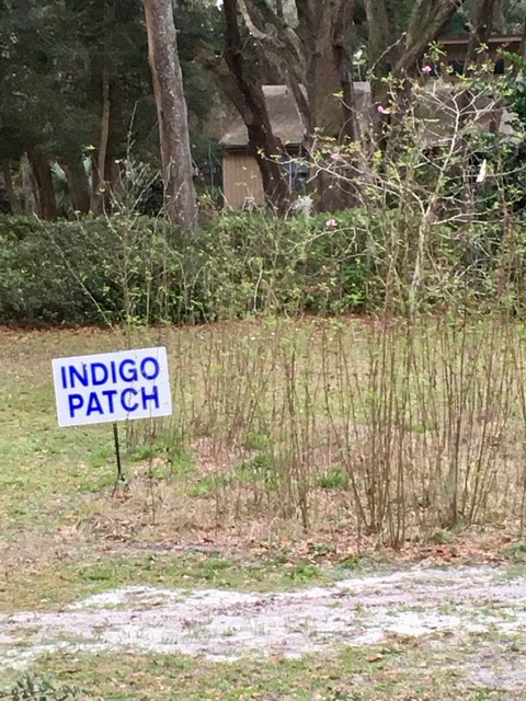 Indigo-plants-blue-dye-Hilton-Head-Island-Gullah