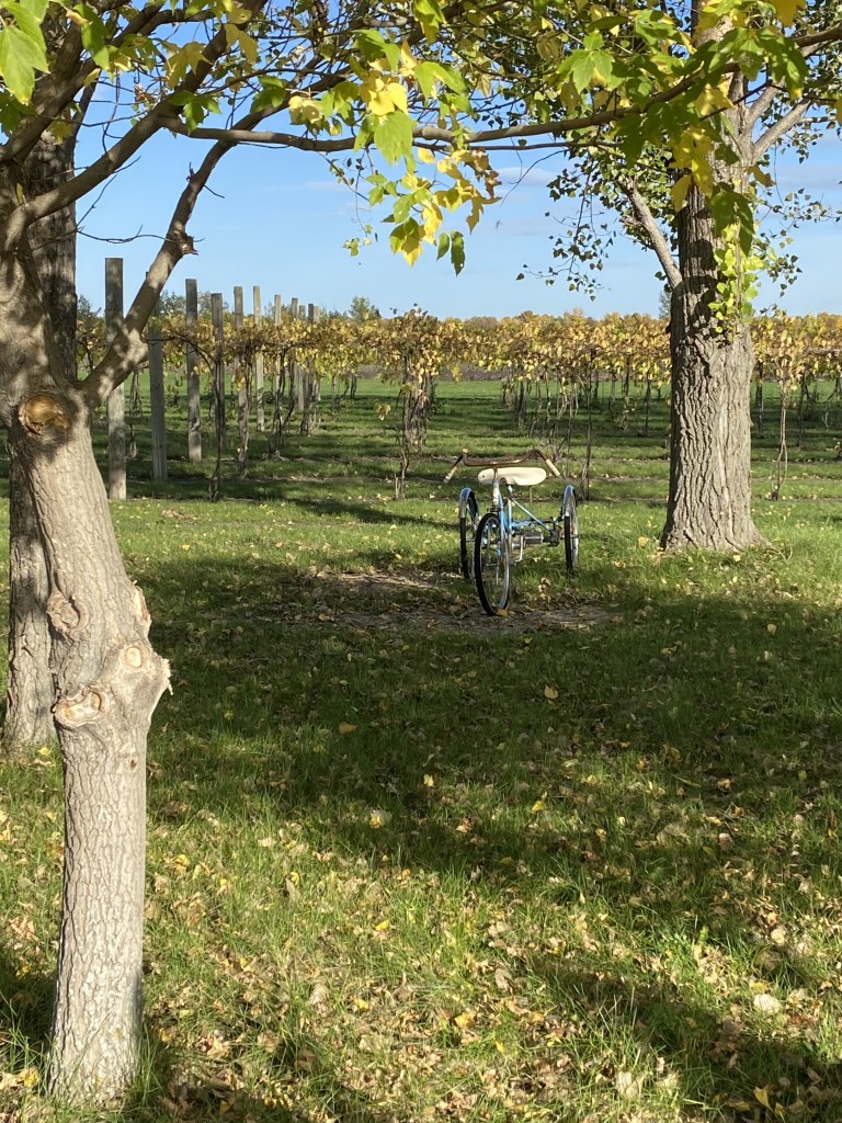 Vineyard at Bear Creek Winery in Fargo, North Dakota
